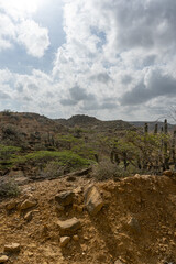 Fototapeta premium Rocky desert landscape with cacti in la guajira colombia