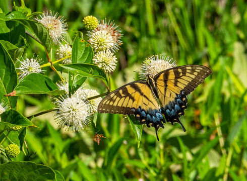 Tiger Swallowtail Butterfly and Buttonbush Plant