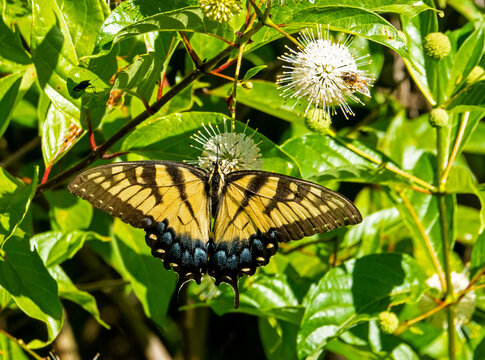 Tiger Swallowtail Butterfly and Buttonbush Plant