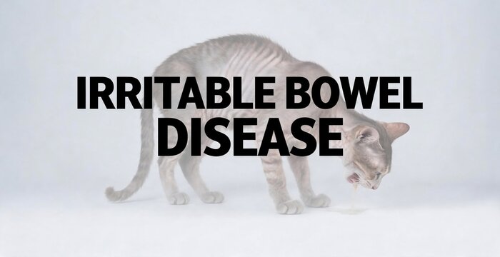 Cat with text IRRITABLE BOWEL DISEASE