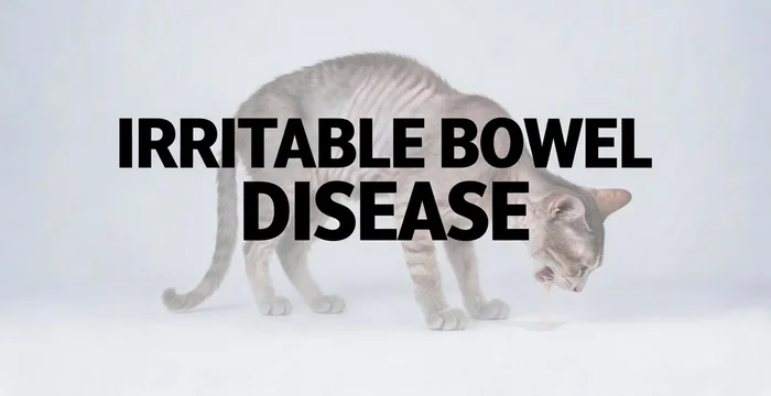 Cat with text IRRITABLE BOWEL DISEASE