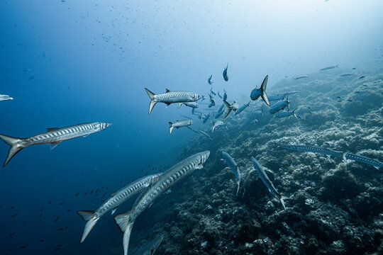 School of Mediterranean barracuda (Sphyraena viridensis) cruising above a rocky reef in clear blue Mediterranean waters. Natural underwater scene showing marine biodiversity, predator fish and healthy