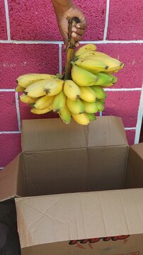 Taking Out Fresh Costa Rica Banana Bunch from Packaging Box