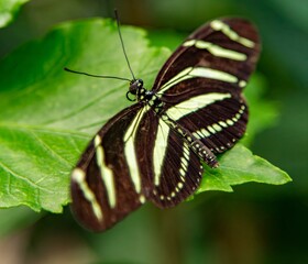 Fototapeta premium A zebra striped butterfly resting on a leaf in southern Florida
