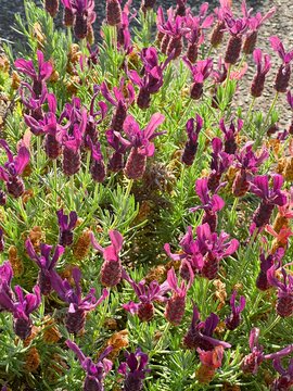 closeup image of french lavender, Lavender, Lavandula pedunculata, Butterfly lavender, topped lavender