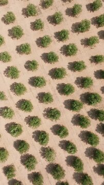 Olive grove aerial top view geometric pattern rows sandy soil Mediterranean Spain drone slow motion agriculture farming organic landscape abstract background texture