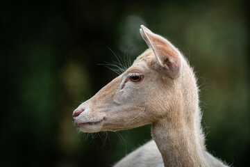 Elegant Side Profile Portrait of a Beautiful White Fallow Deer Doe in a Dark Forest Setting, Showcasing Intricate Details of its Fur and Gentle Expression in the Natural Wilderness © Jan