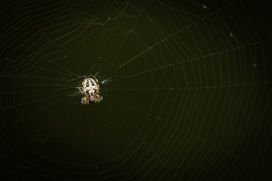 Detailed macro photography of a Zilla diodia orb-weaver spider perfectly positioned at the center of its intricate circular silk web structure against a dark green and black background.