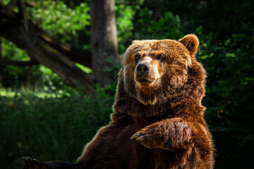 Fototapeta premium A majestic Kamchatka brown bear sits alert in a lush green forest environment, showcasing its thick brown fur and powerful presence under the soft natural sunlight of a wild habitat.