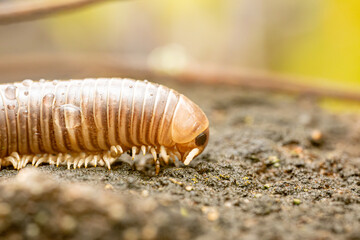 Naklejka premium Millipede (Myriapoda), a beautiful specimen of millipedes (Myriapoda) in its natural habitat seen in detail through a macro lens, selective focus.