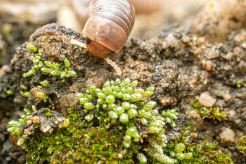 Fototapeta premium Millipede (Myriapoda), a beautiful specimen of millipedes (Myriapoda) in its natural habitat seen in detail through a macro lens, selective focus.