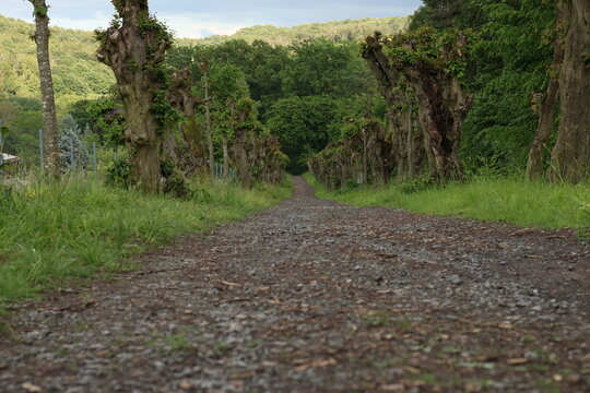 Scenic gravel path lined with uniquely shaped pollard trees leading into a lush green forest, beautiful countryside alleyway in vibrant summer sunlight