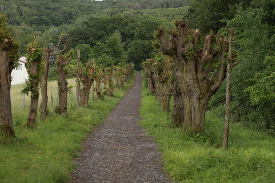Scenic gravel path lined with uniquely shaped pollard trees leading into a lush green forest, beautiful countryside alleyway in vibrant summer sunlight
