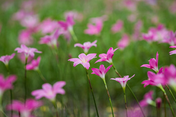 Fototapeta premium Vibrant pink flower blooming in nature's beauty scenic field photography close-up