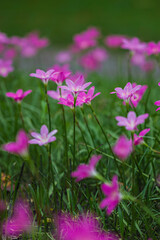 Obraz premium Vibrant pink flowers blooming in nature scenic garden photography close-up view