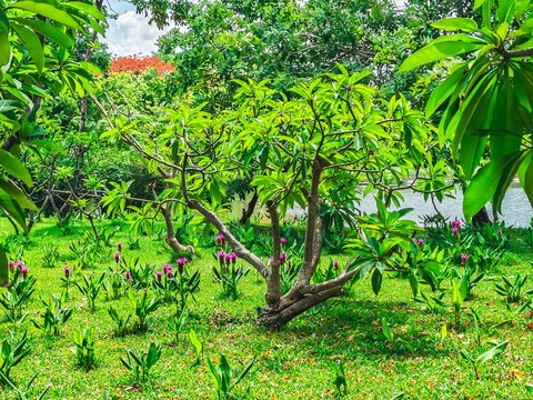 Nature exploration vibrant flora and lush greens tranquil park setting close-up view