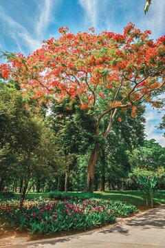 Vibrant summer blossoms botanical garden nature photography lush greenery aerial view