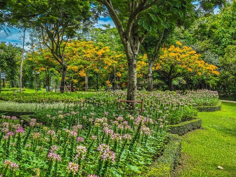 Blooming flower garden scene urban park photography lush environment bright day