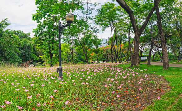 Springtime blossoms in urban park nature scene panoramic view tranquil setting