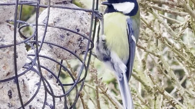 Great Tit perched on a wire cage feeder feeding on suet fat balls