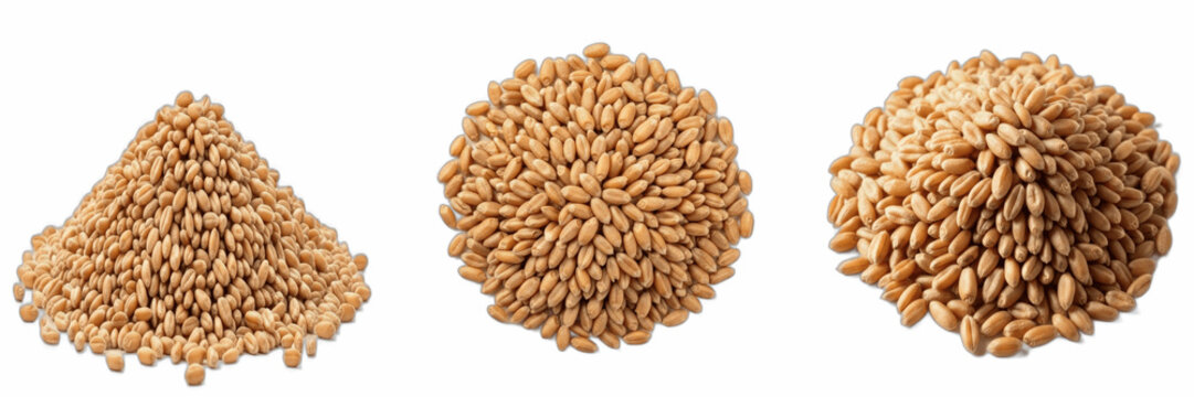 Three Heaps of Wheat Grains PNG Isolated on White Background - Raw Whole Wheat Berries, Organic Cereal Grain Seed Piles for Healthy Flour, Bread Baking, Agriculture Assets, High-Resolution Transparent