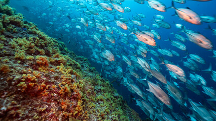 Obraz premium Deep underwater shot of school of silver fish swimming along reef towards camera at speed