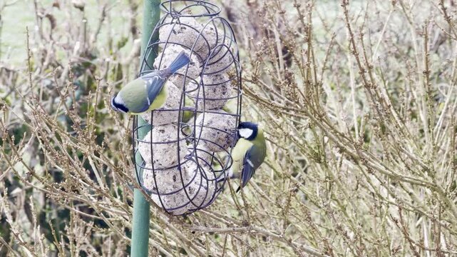 Great tit and blue tit feeding on a wire suet fat ball feeder among
