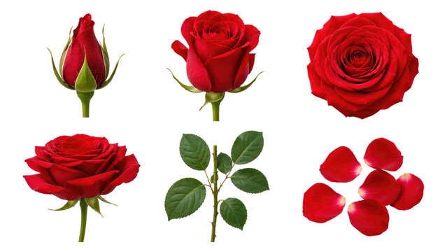 Six isolated red rose elements including a bud, multiple blooms, a top-view blossom, a stem with leaves and scattered petals on a transparent background