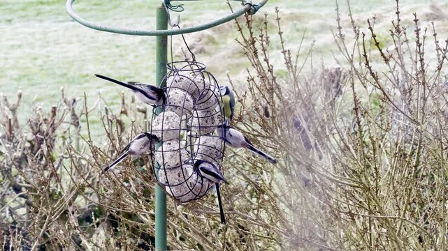 A flock of long-tailed tits and a blue tit feeding on a suet fat ball