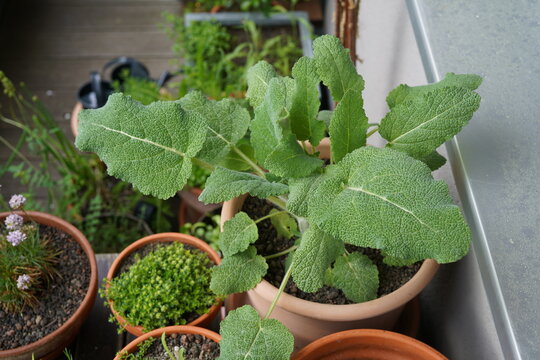 Close-up view of a leaf rosette of clary sage (Salvia sclarea) growing in a pott.Large textured green leaves form a characteristic basal rosette pattern.
