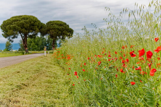 Rote Klatschmohnbl&uuml;ten an einer Landstra&szlig;e bei Arezzo, Toskana / Red poppy flowers along a rural road near Arezzo, Tuscany, Italy