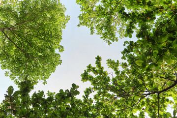 Fototapeta premium Tree Canopy Framing Blue Sky Natural Background with Copy Space