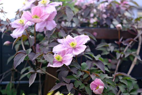 Delicate pink clematis flowers glow in sunlight