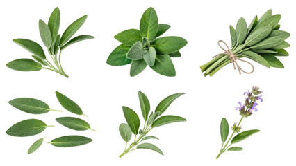 Obraz premium Fresh garden sage leaves and sprigs, including tied bundles and a flowering stem, arranged on a transparent background