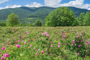 Obraz premium Rose field with pink blooms grows in mountain valley under blue sky, clouds in countryside. Damask Rose Valley. Natural background, rose agriculture, bulgarian tourism, nature travel, summer landscape