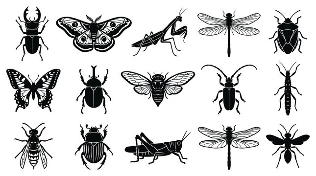 Black and White Icon Set of Various Insects for Nature and Science