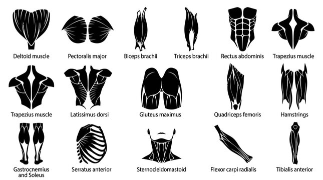 Medical Human Muscle Anatomy Silhouette Icons Set - Health, Fitness, Sport, Gym  Bodybuilding