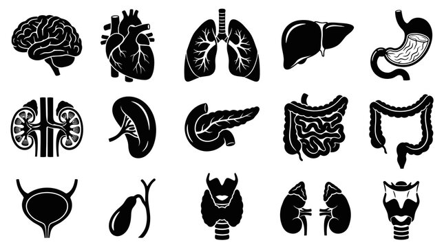 Medical Human Internal Organs Glyph Icons Set - Black and White Anatomy Vector Collection