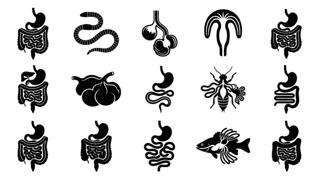 Black  White Medical Biology Glyph Icons Set: Human Digestive System, Internal Organs  Diverse Organisms.