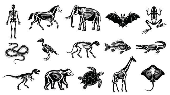 Black  White Vector Art Skeletons of Various Animals and Human