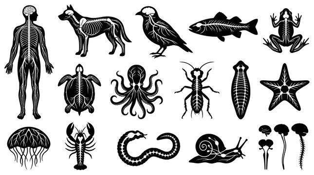 Diverse Animal Nervous Systems: Human, Dog, Bird, Fish, Frog, Octopus, Snail, Worm