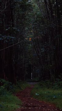 Cinematic vertical shot of a mysterious, dark forest path surrounded by dense green trees and moody natural atmosphere.