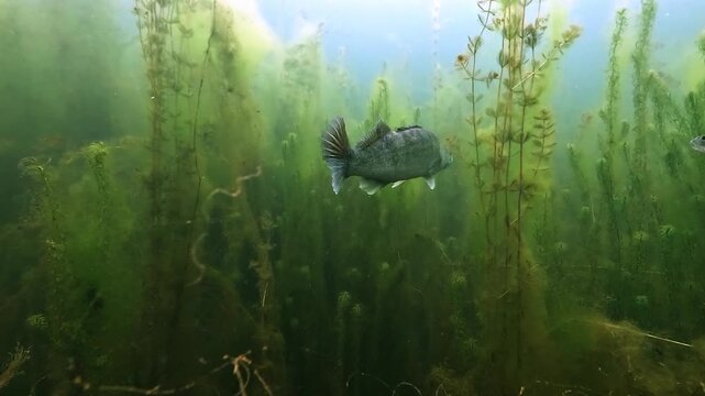 Two pike perch, zander - Sander lucioperca - slowly disappear into dense aquatic vegetation on the bottom of a freshwater lake in a calm underwater scene.