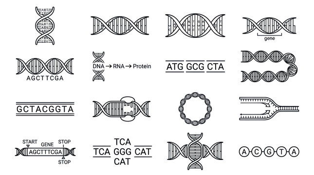 Set of DNA helix and genetic sequence line icons.