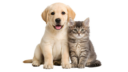 Obraz premium A cute puppy and a kitten sitting side-by-side, both looking directly at the camera with happy expressions. The puppy is a light golden retriever, while the kitten is a grey tabby