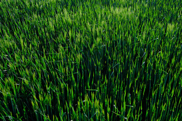 Obraz premium Dense, vibrant green grass dominates the scene
