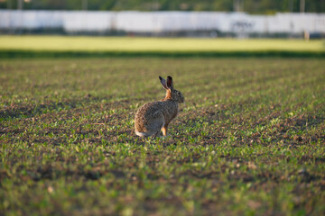 Hare sits in an open field © jr-art