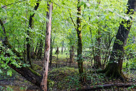Summer Hardwood Forest Interior at Fowler Park in Cumming, Georgia