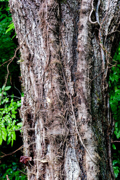 Poison Ivy Vine Climbing Hardwood Tree Trunk at Fowler Park in Cumming, Georgia