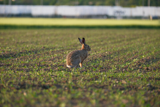 Hare sits in an open field